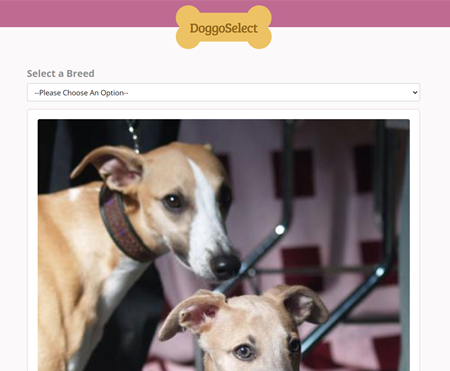 FETCH API DOG BREED WEB APP